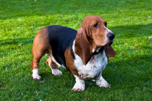 Kvinnlig Basset Hound