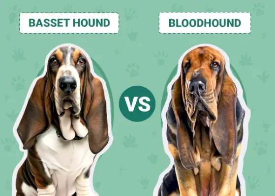 Basset Hound vs Bloodhound: Anmärkningsvärda skillnader (med bilder)