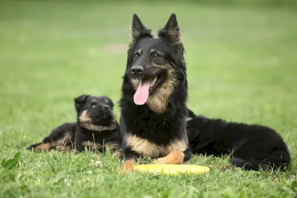 Český ovčák a štěně