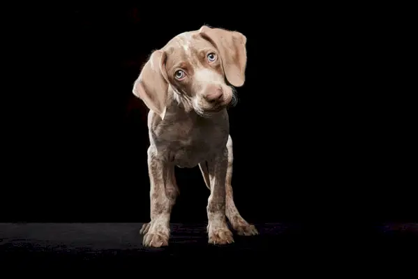 штене пиебалд веимаранер у тамној позадини