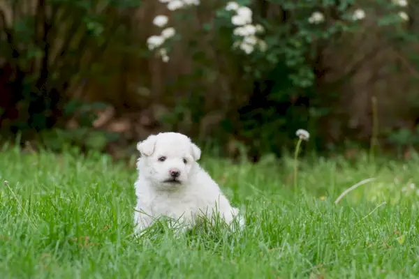 разделител за лапи dogster