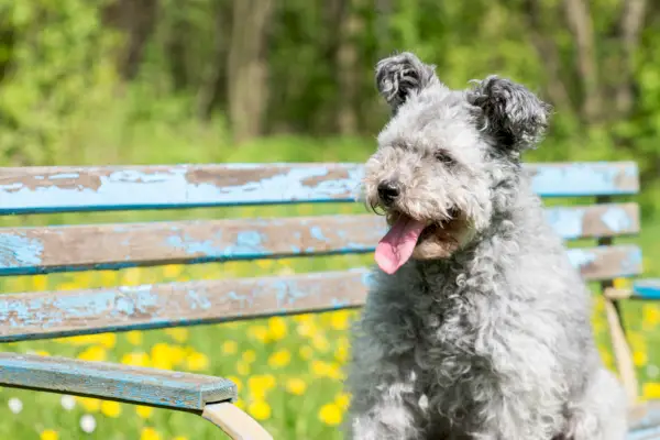 разделител за лапи dogster