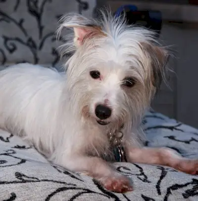 フレンチ ブルドッグとパーソン ラッセル テリアの雑種犬