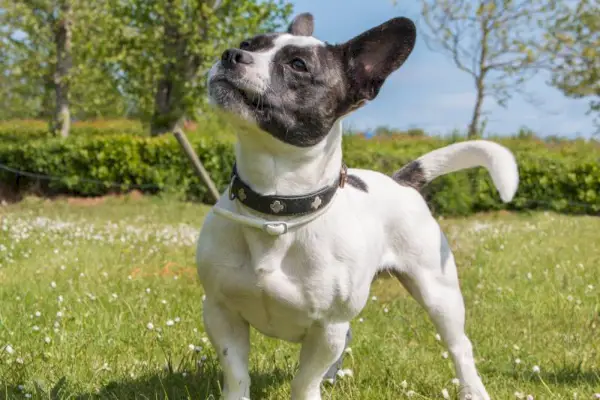 屋外に立つジャック ラッセル ビーグル ミックス犬