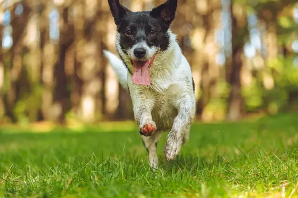 Jack Chi_Kaitlin Kelly、Shutterstock