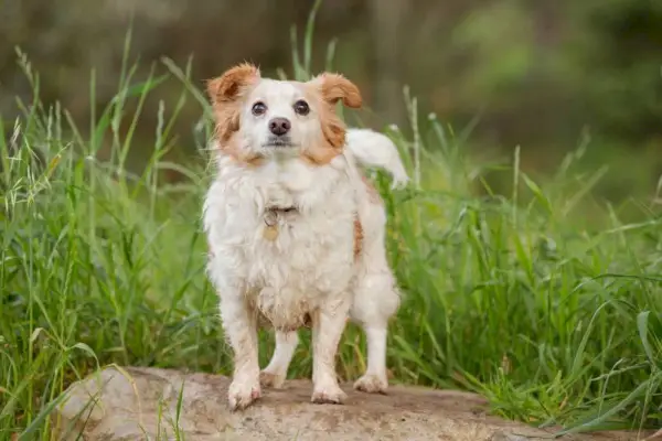 Jackshund_Lux-Blue_shutterstock