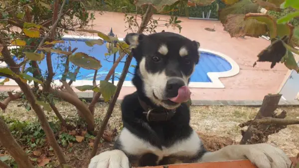 キャバリア・キング・チャールズとジャック・ラッセル・テリアの混合犬