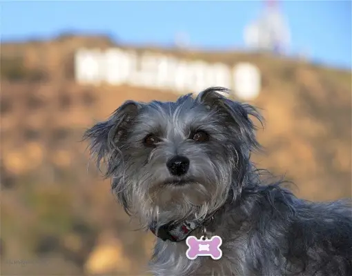 ジャック・ズーの子犬二匹