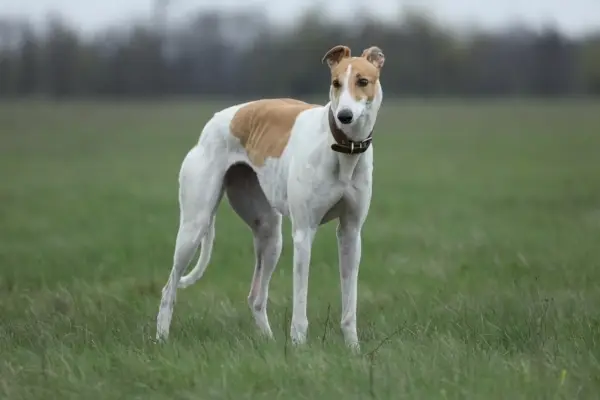 Greyhound staande in het veld