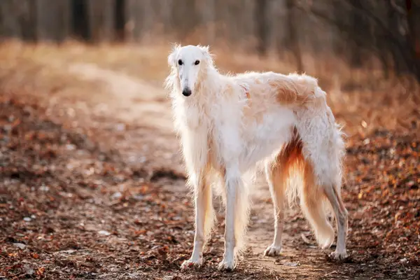 Witte Russische borzoihond