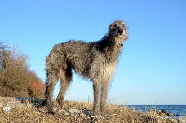 Schotse Deerhound die zich bij strand bevindt