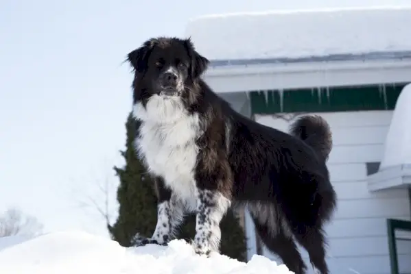 Ein schwarz-weißer australischer Schäferhund, der auf Schnee steht