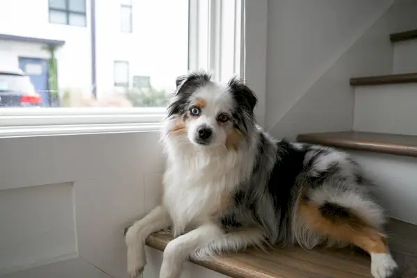 Toy Australian Shepherd sitzt am Fenster