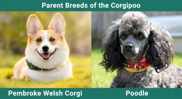 Parent_races_Corgipoo
