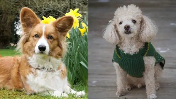 Corgipoo šunų veislė: nuotraukos, informacija, priežiūros vadovas ir dar daugiau