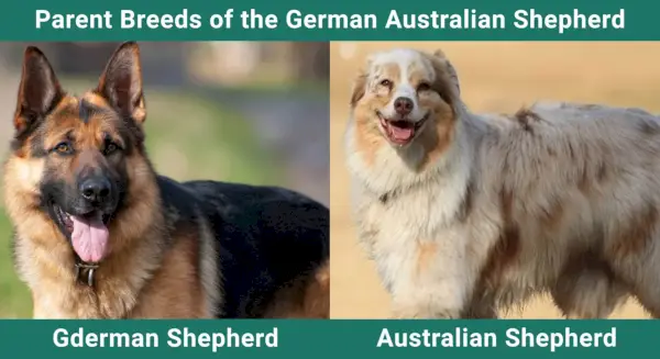 Parent_breeds_Pastor australià alemany