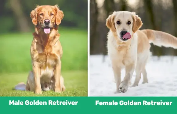 mandlige kvindelige golden retrievere
