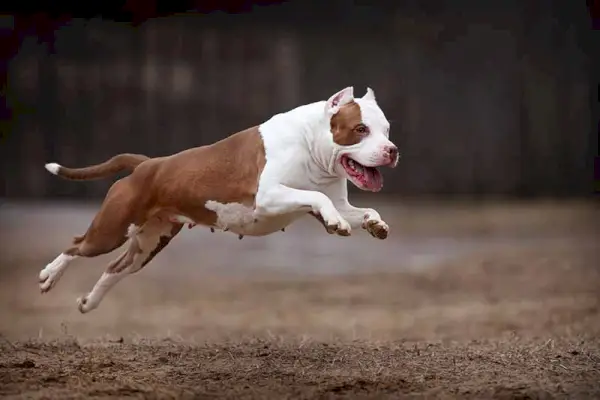 פיטבול טרייר רץ על המגרש