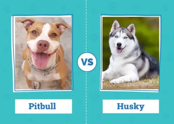 פיטבול נגד האסקי: הבדלים בולטים (עם תמונות)