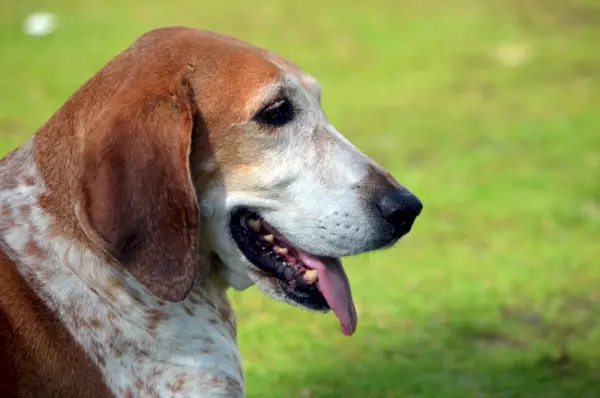 Американский английский портрет Redtick Coonhound
