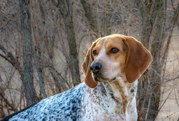 Американский английский Redtick Coonhound в лесу