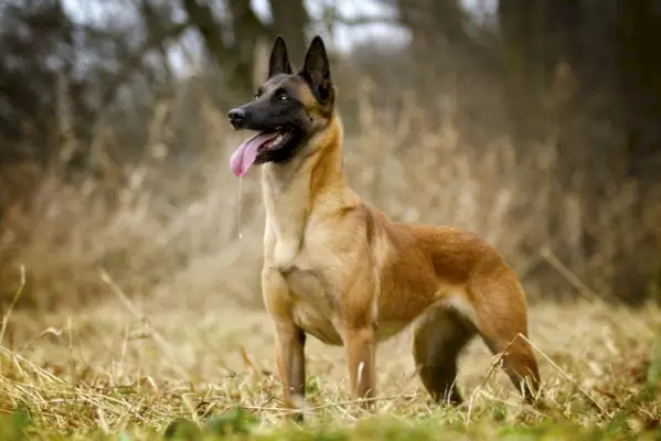 belga malinois a fűben