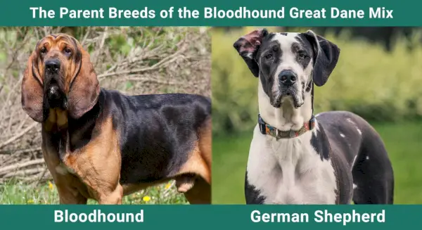 Razze genitoriali di Bloodhound Great Dane Mix