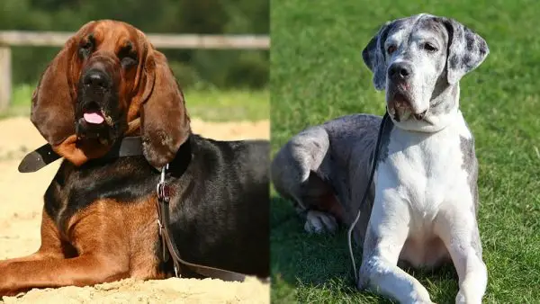 Bloodhound Great Dane Mix: fotos, informações, cuidados e muito mais
