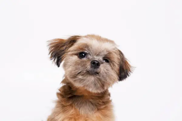 Bruine Shih Tzu