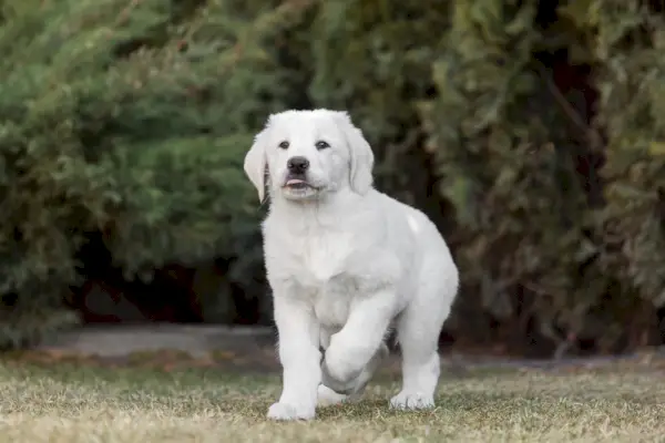 Zentralasiatischer Schäferhundwelpe geht im Freien spazieren