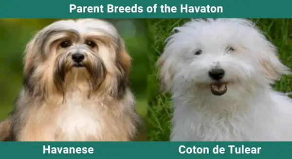 Starševske_pasme_Havaton