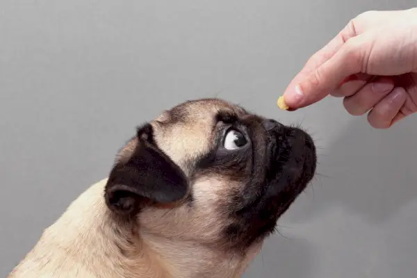 Мопс подушва лакомство