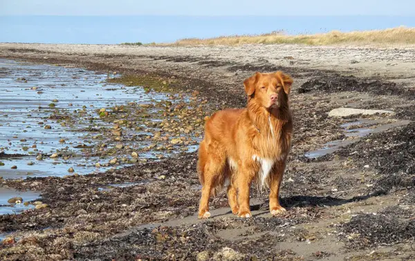 nova scotia duck toling noutaja rannalla