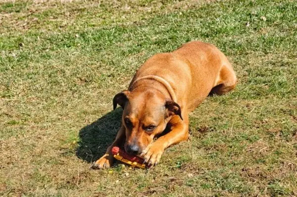 Порода кучета Boxweiler (Rottweiler Boxer Mix): Снимки, информация, ръководство за грижи и черти