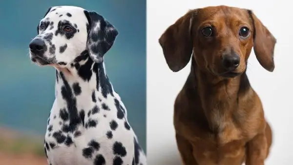 Mix de teckel dalmați: imagini, informații, ghid de îngrijire și multe altele