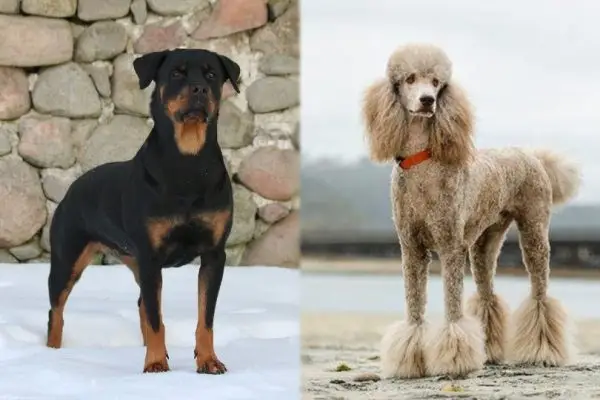 ロットル (ロットワイラーとプードルのミックス) 犬種: 情報、写真、ケアなど!