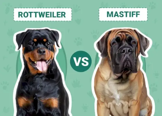 Rottweiler vs masztiff: A különbségek (képekkel)