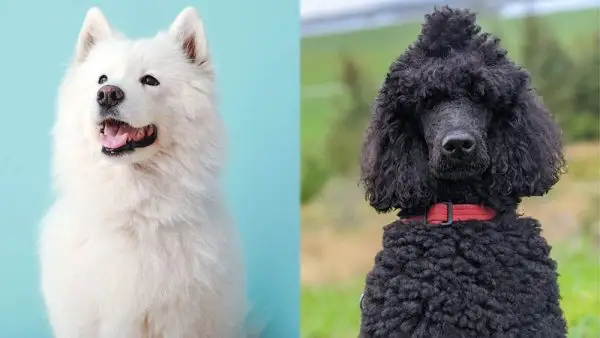 Sammypoo (Samojedpuddelblanding): Billeder, pleje, info og mere