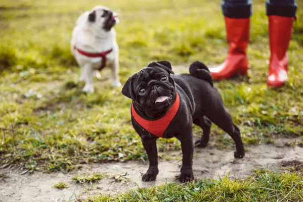 pugs con arnés