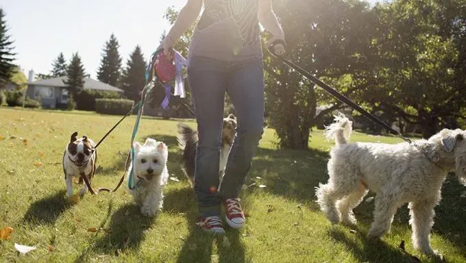 Garderie pour chiens, promeneur de chiens ou gardienne d'animaux : quel est le meilleur ?
