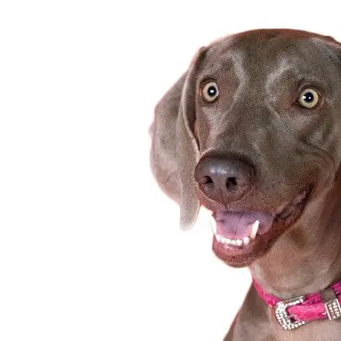 Encuentra la periódica correcta