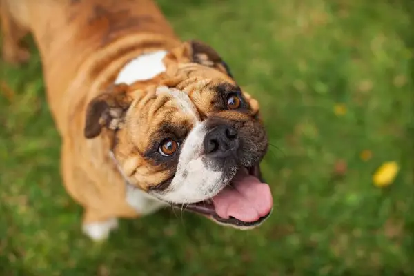 מורשה על ידי מדבקות חיות המחמד של Mydogs