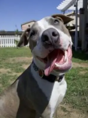 犬のデイケアセンター
