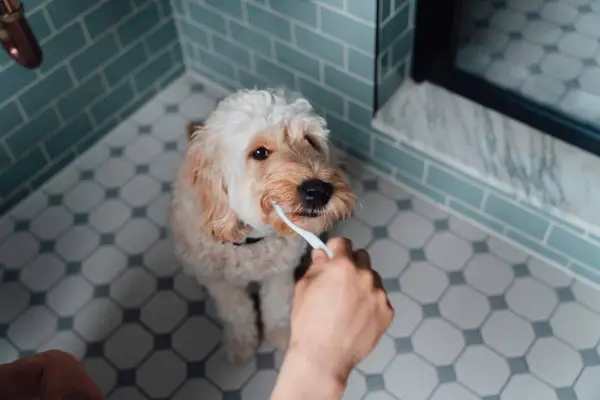 Man brushing dog’s teeth in the bathroom.