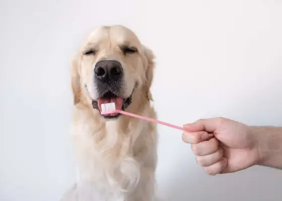 Dog licking toothbrush.