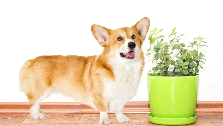 koiran näköinen' title=