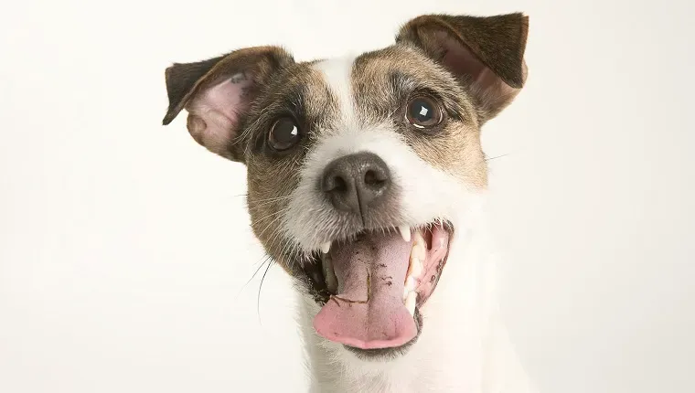 Z naravno hrano zaustavite smrdljiv zadah vašega psa