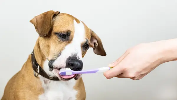 Nettoyez ces dents! Février est le mois national de la santé dentaire des animaux domestiques