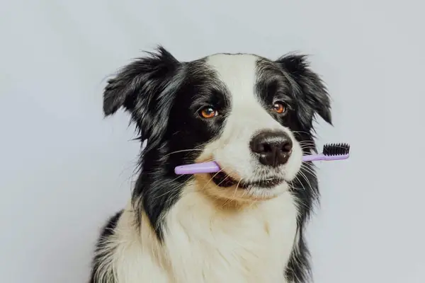 Cute Border Collie holding a toothbrush in mouth.