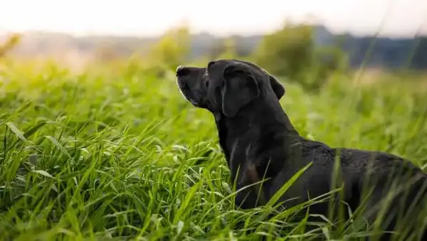 Päť psov bolo bezprostredne po smrti človeka